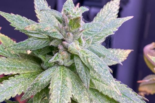 Close-up of Runtz buds with frosty trichomes